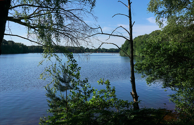 Der Wildforstersee