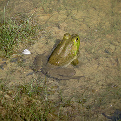 Bullfrog