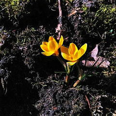 Die im Licht stehen (PiP) Die im Licht stehen (PiP)