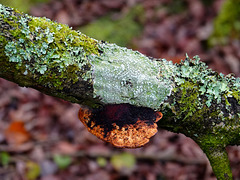 Lichens, bracket, moss