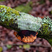 Lichens, bracket, moss