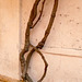 Wall and Plant  (HWW)