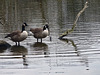 Two geese at Ellesmere