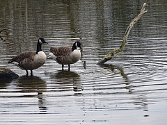 Two geese at Ellesmere
