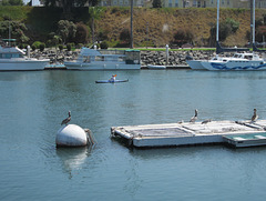 Oceanside Harbor (2482)