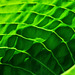 Hosta 6