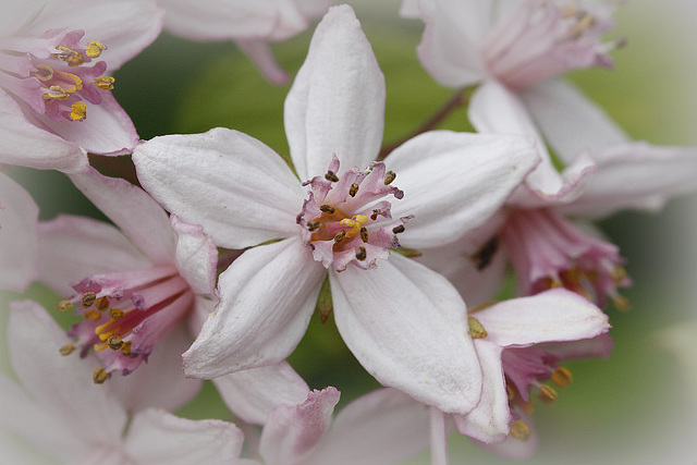 Deutzia