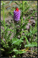 Primula vallii