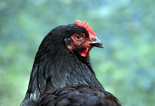 Voici la Noiraude ( parce qu'elle est noire ).... ce sont des grosses peluches de 4,5 kg