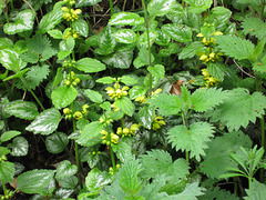 Yellow Rattle (Rhinanthus minor) on the embankment of the South Staffs Railway Walk