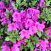 My Azaleas reminding me its SPRING TIME.... (first day of Spring, tomorrow, Mar. 20 )