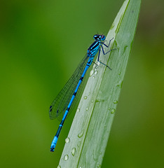 Male azure damselfly