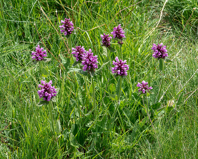 Stachys pradica