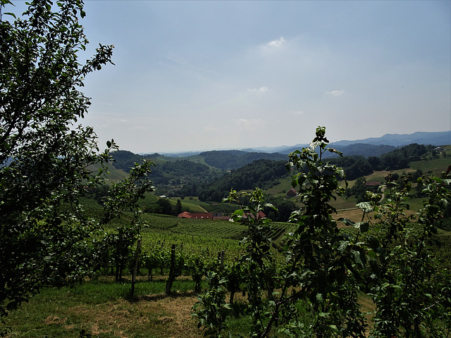 Südsteirische Weinstraße 2