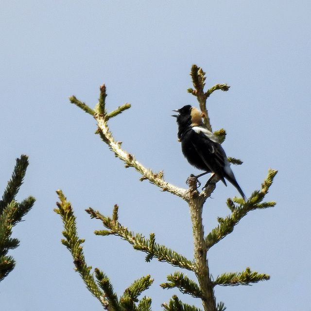 Bobolink