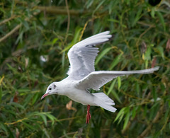 Gull flight photo 4