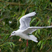 Gull flight photo 4