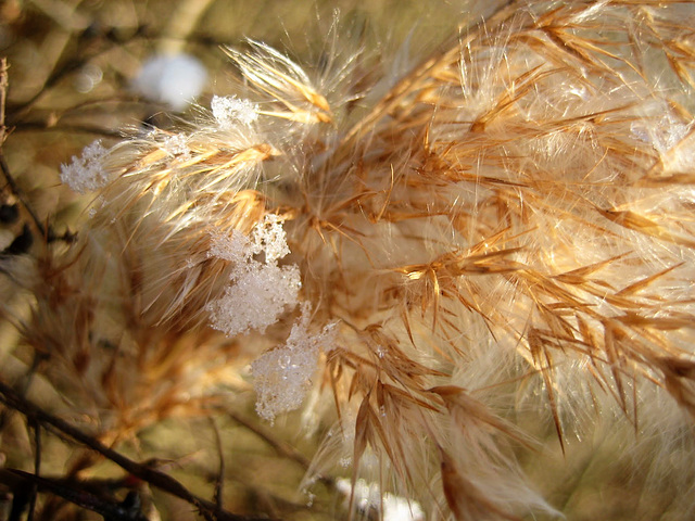 Gräser im Winter