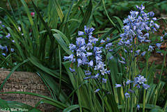Wood Hyacinth