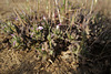 Ajuga iva, Lamiales