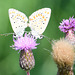 Zwei verliebte Schmetterlinge auf einer Distelblüte