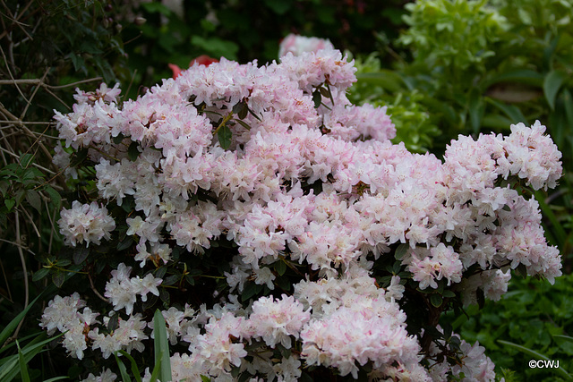 May Courtyard Colours