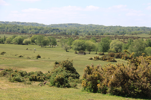 Canada Common