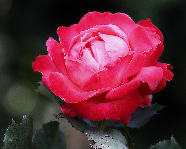 une fleur par jour jusqu'à Noël...