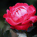 une fleur par jour jusqu'à Noël...