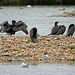 Cormorants