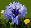 Kornblume. ©UdoSm
