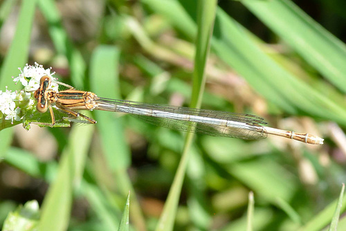 Orange Featherleg f (Platycnemis acutipennis)