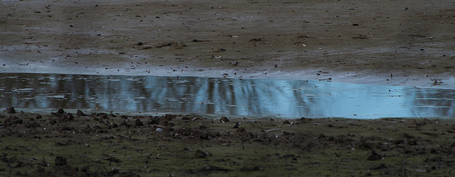 reflets sur l'étang du grand Birieux- Ain