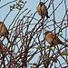 Tree Sparrows