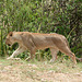 Tarangire, Walking Lioness