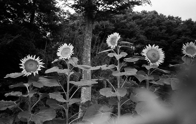 Sunflowers