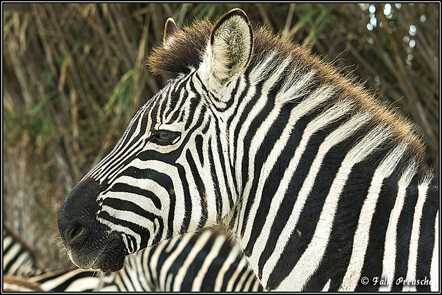 Zebrastreifen