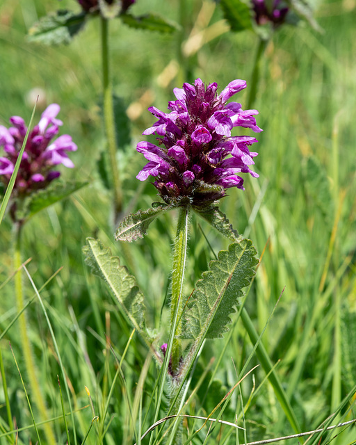 Stachys pradica