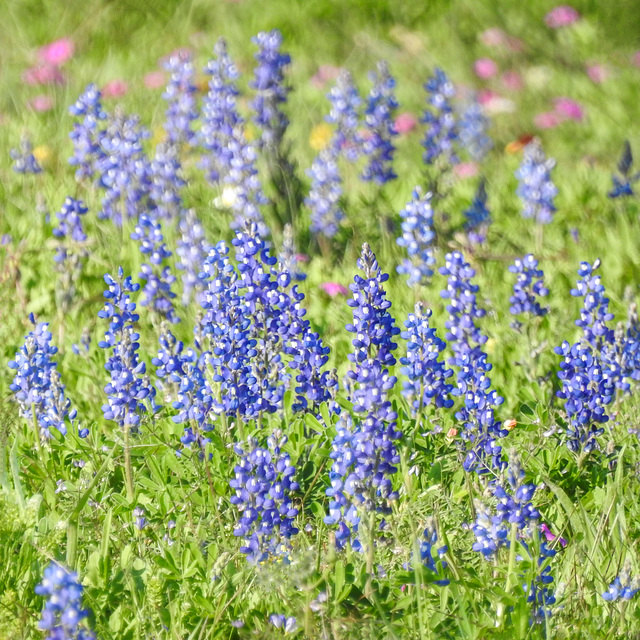 Day 3, Bluebonnets, rookery, Rockport, South Texas Day 3, Bluebonnets, rookery, Rockport, South Texas
