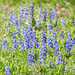 Day 3, Bluebonnets, rookery, Rockport, South Texas