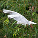 Gull flight photo 5