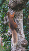 Red Squirrel - one of the resident family