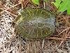 Eastern River Cooter (Pseudemys concinna)