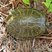 Eastern River Cooter (Pseudemys concinna)