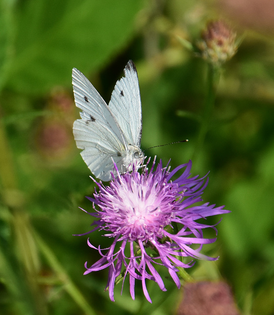 Kleiner Kohlweißling auf einer Blüte