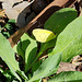 Small Grass Yellow Eurema smilax f
