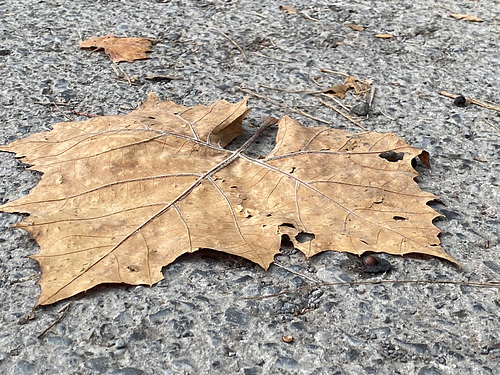 a LeaF in the FaLL