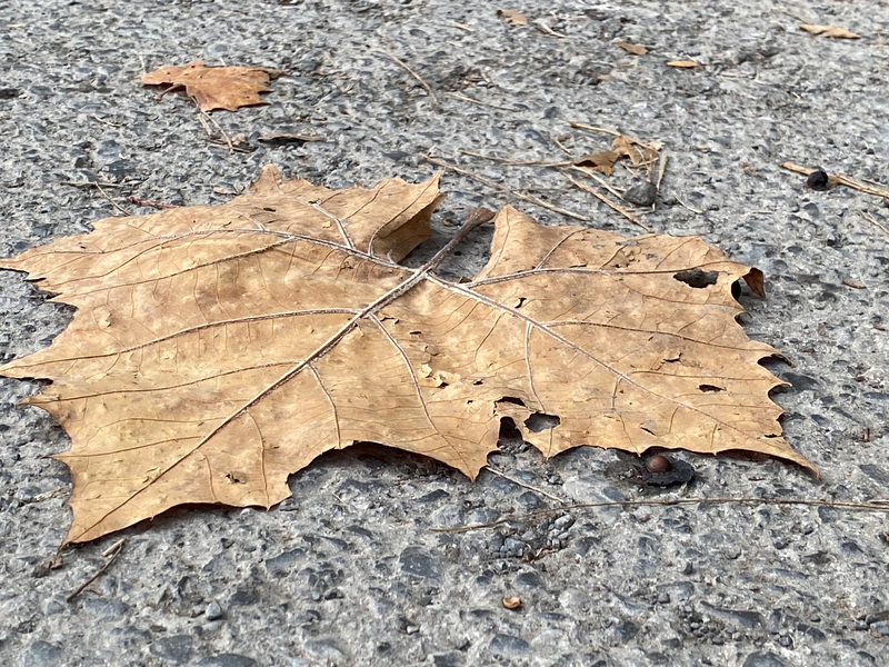 a LeaF in the FaLL