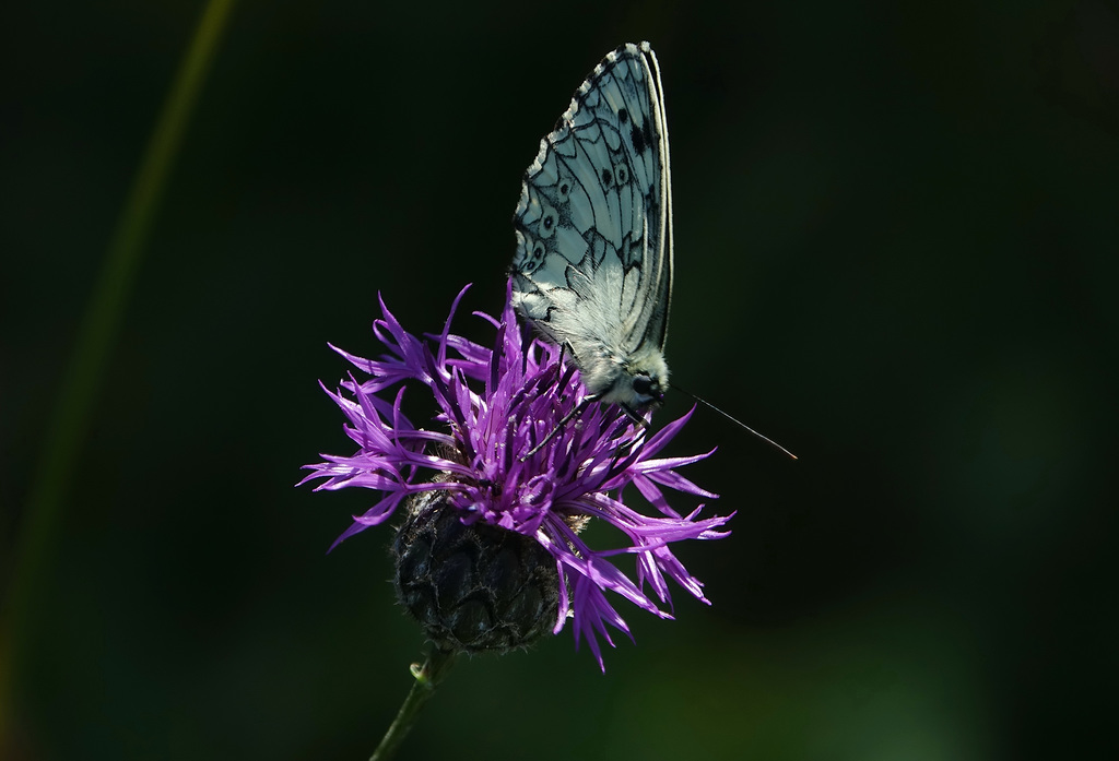 Flockenblume und Schachbrett