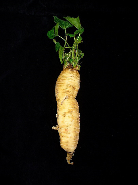 Zaunrübe / Bryonia dioica